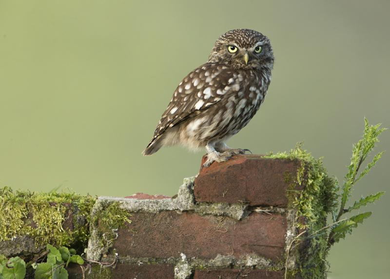 135 steen op steen L.jpg